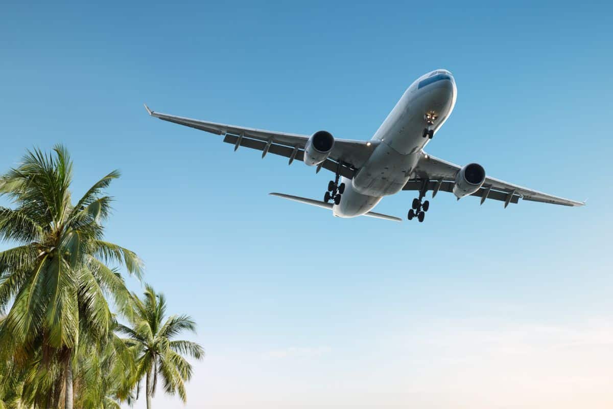 plane flying over palm trees