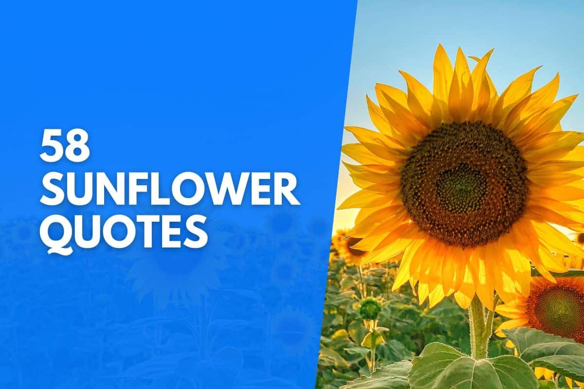 sunflower quotes